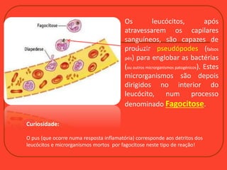 Os leucócitos, após
atravessarem os capilares
sanguíneos, são capazes de
produzir pseudópodes (falsos
pés) para englobar as bactérias
(ou outros microrganismos patogénicos). Estes
microrganismos são depois
dirigidos no interior do
leucócito, num processo
denominado Fagocitose.
Curiosidade:
O pus (que ocorre numa resposta inflamatória) corresponde aos detritos dos
leucócitos e microrganismos mortos por fagocitose neste tipo de reação!
 