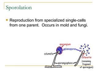 Sporolation Reproduction from specialized single-cells from one parent.  Occurs in mold and fungi. 