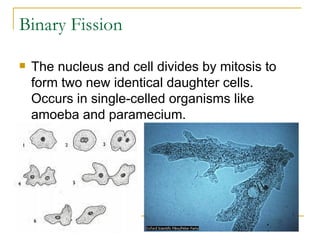 Binary Fission The nucleus and cell divides by mitosis to form two new identical daughter cells.  Occurs in single-celled organisms like amoeba and paramecium. 