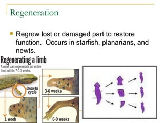 Regeneration Regrow lost or damaged part to restore function.  Occurs in starfish, planarians, and newts. 