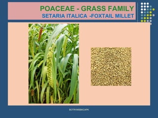 POACEAE - GRASS FAMILY
SETARIA ITALICA -FOXTAIL MILLET
BOTRVMSBKCAPK
 