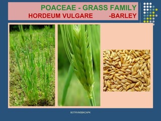 POACEAE - GRASS FAMILY
HORDEUM VULGARE -BARLEY
BOTRVMSBKCAPK
 