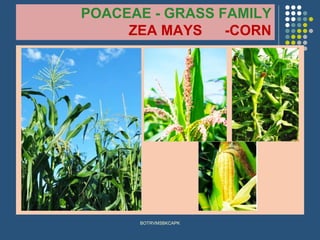 POACEAE - GRASS FAMILY
ZEA MAYS -CORN
BOTRVMSBKCAPK
 