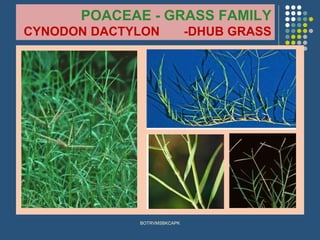 POACEAE - GRASS FAMILY
CYNODON DACTYLON -DHUB GRASS
BOTRVMSBKCAPK
 
