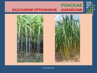 POACEAE
SACCHARUM OFFICINARUM -SUGARCANE
BOTRVMSBKCAPK
 