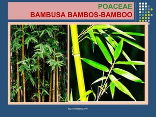 POACEAE
BAMBUSA BAMBOS-BAMBOO
BOTRVMSBKCAPK
 