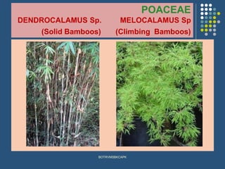 POACEAE
DENDROCALAMUS Sp. MELOCALAMUS Sp
(Solid Bamboos) (Climbing Bamboos)
BOTRVMSBKCAPK
 
