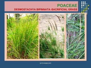 POACEAE
DESMOSTACHYA BIPINNATA -SACRIFICIAL GRASS
.
BOTRVMSBKCAPK
 