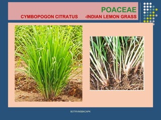 POACEAE
CYMBOPOGON CITRATUS -INDIAN LEMON GRASS
BOTRVMSBKCAPK
 
