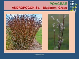 POACEAE
ANDROPOGON Sp. –Bluestem Grass
BOTRVMSBKCAPK
 