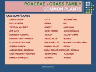 POACEAE - GRASS FAMILY
COMMON PLANTS
COMMON PLANTS
⚫ AVENA SATIVA -OATS -KADAIKKANNI
⚫ ORYZA SATIVA -PADDY -NEL
⚫ TRITICUM VULGARE -WHEAT -KOTHUMAI
⚫ ZEA MAYS -CORN (MAIZE) -MAKKACHOLAM
⚫ HORDEUM VULGARE -BARLEY -VALKOTHUMAI
⚫ PENNISETUM TYPHOIDES -PEARL MILLET -KAMBU
⚫ ELEUSINE CORACANA -FINGER MILLET -KAPAI/KELVARAGU/RAGI
⚫ SETARIA ITALICA FOXTAIL MILLET -THINAI
⚫ ANDROPOGON SORGHUM GREAT MILLET (SORGHUM) –CHOLAM
⚫ SACCHARUM OFFICINARUM -SUGARCANE -KARUMBU
⚫ BAMBUSA BAMBOS -BAMBOO -MUNGIL
BOTRVMSBKCAPK
 