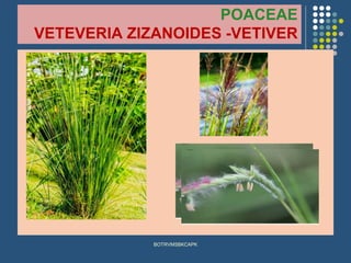 POACEAE
VETEVERIA ZIZANOIDES -VETIVER
BOTRVMSBKCAPK
 