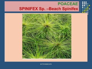POACEAE
SPINIFEX Sp. –Beach Spinifex
.
BOTRVMSBKCAPK
 