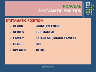 POACEAE
SYSTAMATIC POSITION
SYSTAMATIC POSITION
⚫ CLASS : MONOTYLEDONS
⚫ SERIES : GLUMACEAE
⚫ FAMILY : POACEAE (GRASS FAMILY)
⚫ GENUS : 620
⚫ SPECIES :10,000
BOTRVMSBKCAPK
 