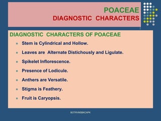 POACEAE
DIAGNOSTIC CHARACTERS
DIAGNOSTIC CHARACTERS OF POACEAE
⚫ Stem is Cylindrical and Hollow.
⚫ Leaves are Alternate Distichously and Ligulate.
⚫ Spikelet Inflorescence.
⚫ Presence of Lodicule.
⚫ Anthers are Versatile.
⚫ Stigma is Feathery.
⚫ Fruit is Caryopsis.
BOTRVMSBKCAPK
 