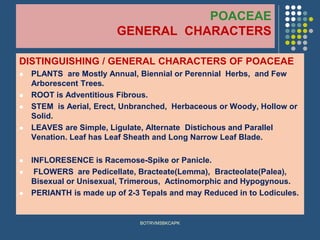 POACEAE
GENERAL CHARACTERS
DISTINGUISHING / GENERAL CHARACTERS OF POACEAE
⚫ PLANTS are Mostly Annual, Biennial or Perennial Herbs, and Few
Arborescent Trees.
⚫ ROOT is Adventitious Fibrous.
⚫ STEM is Aerial, Erect, Unbranched, Herbaceous or Woody, Hollow or
Solid.
⚫ LEAVES are Simple, Ligulate, Alternate Distichous and Parallel
Venation. Leaf has Leaf Sheath and Long Narrow Leaf Blade.
⚫ INFLORESENCE is Racemose-Spike or Panicle.
⚫ FLOWERS are Pedicellate, Bracteate(Lemma), Bracteolate(Palea),
Bisexual or Unisexual, Trimerous, Actinomorphic and Hypogynous.
⚫ PERIANTH is made up of 2-3 Tepals and may Reduced in to Lodicules.
BOTRVMSBKCAPK
 