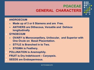 POACEAE
GENERAL CHARACTERS
⚫ ANDROECIUM
⚫ Made up of 3 or 6 Stamens and are Free.
⚫ ANTHERS are Dithecous, Versatile and Dehisce
longitudinally
⚫ GYNOECIUM
⚫ OVARY is Monocarpellary, Unilocular, and Superior with
One Ovule on Basal Placentation.
⚫ STYLE is Branched in to Two.
⚫ STIGMA is Feathery.
⚫ POLLINATION is Anemophily.
⚫ FRUIT is Dry Indehiscent – Caryopsis.
⚫ SEEDS are Endospermous.
BOTRVMSBKCAPK
 