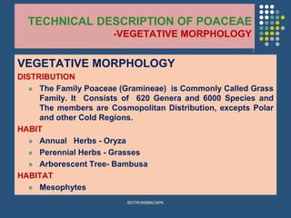 TECHNICAL DESCRIPTION OF POACEAE
-VEGETATIVE MORPHOLOGY
VEGETATIVE MORPHOLOGY
DISTRIBUTION
⚫ The Family Poaceae (Gramineae) is Commonly Called Grass
Family. It Consists of 620 Genera and 6000 Species and
The members are Cosmopolitan Distribution, excepts Polar
and other Cold Regions.
HABIT
⚫ Annual Herbs - Oryza
⚫ Perennial Herbs - Grasses
⚫ Arborescent Tree- Bambusa
HABITAT
⚫ Mesophytes
BOTRVMSBKCAPK
 