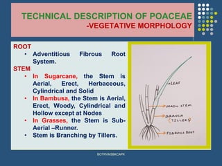 TECHNICAL DESCRIPTION OF POACEAE
-VEGETATIVE MORPHOLOGY
ROOT
• Adventitious Fibrous Root
System.
STEM
• In Sugarcane, the Stem is
Aerial, Erect, Herbaceous,
Cylindrical and Solid
• In Bambusa, the Stem is Aerial,
Erect, Woody, Cylindrical and
Hollow except at Nodes
• In Grasses, the Stem is Sub-
Aerial –Runner.
• Stem is Branching by Tillers.
BOTRVMSBKCAPK
 