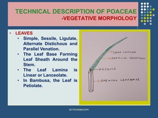 TECHNICAL DESCRIPTION OF POACEAE
-VEGETATIVE MORPHOLOGY
• LEAVES
• Simple, Sessile, Ligulate,
Alternate Distichous and
Parallel Venation.
• The Leaf Base Forming
Leaf Sheath Around the
Stem.
• The Leaf Lamina is
Linear or Lanceolate.
• In Bambusa, the Leaf is
Petiolate.
BOTRVMSBKCAPK
 