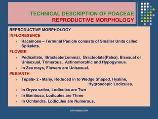 TECHNICAL DESCRIPTION OF POACEAE
REPRODUCTIVE MORPHOLOGY
REPRODUCTIVE MORPHOLOGY
INFLORESENCE
⚫ Racemose – Terminal Panicle consists of Smaller Units called
Spikelets.
FLOWER
⚫ Pedicellate, Bracteate(Lemma), Bracteolate(Palea), Bisexual or
Unisexual, Trimerous, Actinomorphic and Hypogynous.
⚫ In Zea mays, Flowers are Unisexual.
PERIANTH
⚫ Tepals- 2 - Many, Reduced in to Wedge Shaped, Hyaline,
Hygroscopic Lodicules.
⚫ In Oryza sativa, Lodicules are Two
⚫ In Bambusa, Lodicules are Three
⚫ In Ochlandra, Lodicules are Numerous.
⚫
OTRVMSBKCAPK
 