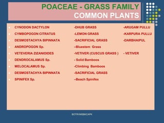 POACEAE - GRASS FAMILY
COMMON PLANTS
⚫ CYNODON DACTYLON -DHUB GRASS -ARUGAM PULLU
⚫ CYMBOPOGON CITRATUS -LEMON GRASS -KARPURA PULLU
⚫ DESMOSTACHYA BIPINNATA -SACRIFICIAL GRASS -DARBHAIPUL
⚫ ANDROPOGON Sp. –Bluestem Grass
⚫ VETEVERIA ZIZANIOIDES -VETIVER (CUSCUS GRASS ) - VETIVER
⚫ DENDROCALAMUS Sp. - Solid Bamboos
⚫ MELOCALAMUS Sp. -Climbing Bamboos
⚫ DESMOSTACHYA BIPINNATA -SACRIFICIAL GRASS
⚫ SPINIFEX Sp. –Beach Spinifex
BOTRVMSBKCAPK
 