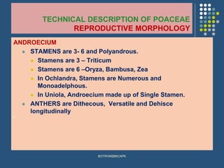 TECHNICAL DESCRIPTION OF POACEAE
REPRODUCTIVE MORPHOLOGY
ANDROECIUM
⚫ STAMENS are 3- 6 and Polyandrous.
⚫ Stamens are 3 – Triticum
⚫ Stamens are 6 –Oryza, Bambusa, Zea
⚫ In Ochlandra, Stamens are Numerous and
Monoadelphous.
⚫ In Uniola, Androecium made up of Single Stamen.
⚫ ANTHERS are Dithecous, Versatile and Dehisce
longitudinally
⚫
BOTRVMSBKCAPK
 