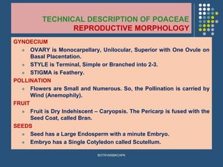 TECHNICAL DESCRIPTION OF POACEAE
REPRODUCTIVE MORPHOLOGY
GYNOECIUM
⚫ OVARY is Monocarpellary, Unilocular, Superior with One Ovule on
Basal Placentation.
⚫ STYLE is Terminal, Simple or Branched into 2-3.
⚫ STIGMA is Feathery.
POLLINATION
⚫ Flowers are Small and Numerous. So, the Pollination is carried by
Wind (Anemophily).
FRUIT
⚫ Fruit is Dry Indehiscent – Caryopsis. The Pericarp is fused with the
Seed Coat, called Bran.
SEEDS
⚫ Seed has a Large Endosperm with a minute Embryo.
⚫ Embryo has a Single Cotyledon called Scutellum.
BOTRVMSBKCAPK
 