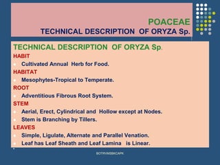 POACEAE
TECHNICAL DESCRIPTION OF ORYZA Sp.
TECHNICAL DESCRIPTION OF ORYZA Sp.
HABIT
⚫ Cultivated Annual Herb for Food.
HABITAT
⚫ Mesophytes-Tropical to Temperate.
ROOT
⚫ Adventitious Fibrous Root System.
STEM
⚫ Aerial, Erect, Cylindrical and Hollow except at Nodes.
⚫ Stem is Branching by Tillers.
LEAVES
⚫ Simple, Ligulate, Alternate and Parallel Venation.
⚫ Leaf has Leaf Sheath and Leaf Lamina is Linear.
⚫
BOTRVMSBKCAPK
 