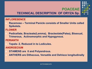 POACEAE
TECHNICAL DESCRIPTION OF ORYZA Sp.
INFLORESENCE
⚫ Racemose – Terminal Panicle consists of Smaller Units called
Spikelets.
FLOWER
⚫ Pedicellate, Bracteate(Lemma), Bracteolate(Palea), Bisexual,
Trimerous, Actinomorphic and Hypogynous.
PERIANTH
⚫ Tepals- 2, Reduced in to Lodicules.
ANDROECIUM
⚫ STAMENS are 6 and Polyandrous.
⚫ ANTHERS are Dithecous, Versatile and Dehisce longitudinally
BOTRVMSBKCAPK
 