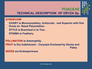 POACEAE
TECHNICAL DESCRIPTION OF ORYZA Sp.
GYNOECIUM
⚫ OVARY is Monocarpellary, Unilocular, and Superior with One
Ovule on Basal Placentation.
⚫ STYLE is Branched in to Two.
⚫ STIGMA is Feathery.
POLLINATION is Anemophily.
FRUIT is Dry Indehiscent – Caryopis Enclosed by Glume and
Palea.
SEEDS are Endospermous
BOTRVMSBKCAPK
 
