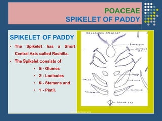 POACEAE
SPIKELET OF PADDY
SPIKELET OF PADDY
• The Spikelet has a Short
Central Axis called Rachilla.
• The Spikelet consists of
• 5 - Glumes
• 2 - Lodicules
• 6 - Stamens and
• 1 - Pistil.
BOTRVMSBKCAPK
 