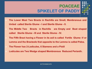 POACEAE
SPIKELET OF PADDY
⚫ The Lower Most Two Bracts in Rachilla are Small, Membranous and
United called Sterile Glume - I and Sterile Glume - II.
⚫ The Middle Two Bracts in Rachilla are Empty and Boat shaped
called Sterile Glume - III and Sterile Glume - IV.
⚫ The Fifth Bract having a Flower in its axil is called Fertile Glume -V or
Lemma and the Bracteole that opposite to the Lemma is called Palea.
⚫ The Flower has 2-Lodicules, 6 Stamens and a Pistil
⚫ Lodicules are Two Wedge shaped Membranous Reduced Perianth.
BOTRVMSBKCAPK
 