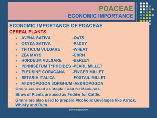 POACEAE
ECONOMIC IMPORTANCE
ECONOMIC IMPORTANCE OF POACEAE
CEREAL PLANTS
⚫ AVENA SATIVA -OATS
⚫ ORYZA SATIVA -PADDY
⚫ TRITICUM VULGARE -WHEAT
⚫ ZEA MAYS -CORN
⚫ HORDEUM VULGARE -BARLEY
⚫ PENNISETUM TYPHOIDES -PEARL MILLET
⚫ ELEUSINE CORACANA -FINGER MILLET
⚫ SETARIA ITALICA -FOXTAIL MILLET
⚫ ANDROPOGON SORGHUM -ANDROPOGON
⚫ Grains are used as Staple Food for Mankinds.
⚫ Straw of Plants are used as Fodder for Cattle.
⚫ Grains are also used to prepare Alcoholic Beverages like Arrack,
Whisky and Rum.
BOTRVMSBKCAPK
 