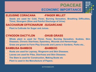 POACEAE
ECONOMIC IMPORTANCE
ELEUSINE CORACANA -FINGER MILLET
⚫ Seeds are used for Cold, Fever, Burning Sensation, Breathing Difficulties,
Thirst, Strangers (Slow and Painful Discharge of Urine)
SACCHARUM OFFICINARUM -SUGARCANE
⚫ Plant is Cultivate for Sugar and Juices.
CYNODON DACTYLON -DHUB GRASS
⚫ Whole plant is used for Thirst, Fever, Burning Sensation, Scabies, Skin
Diseases, Chronic Diarrhoea, Dysentery, Wounds and Hemorrhage.
⚫ Grass are grown to Form Play Grounds and Lawns in Gardens, Parks etc.,
BAMBUSA BAMBOS -BAMBOO
⚫ Roots are used for Leprosy, Ringworm and Skin Diseases.
⚫ Leaves are used for Piles, Diarrhoea and Skin Diseases.
⚫ The Stem is used for Construction, Making Boats etc
⚫ Plant is used in the Manufacture of Papers.
BOTRVMSBKCAPK
 