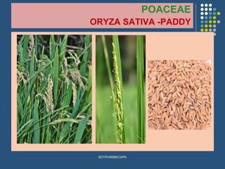 POACEAE
ORYZA SATIVA -PADDY
BOTRVMSBKCAPK
 