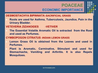 POACEAE
ECONOMIC IMPORTANCE
DESMOSTACHYA BIPINNATA -SACRIFICIAL GRASS
⚫ Roots are used for Asthma, Tuberculosis, Jaundice, Pain in the
Urinary Bladder.
VETEVERIA ZIZANOIDES -VETIVER
⚫ The Essential Volatile Aromatic Oil is extracted from the Root
and used as Perfumes.
CYMBOPOGON CITRATUS -INDIAN LEMON GRASS
⚫ Lemon Grass Oil is obtained from the Leaves and used in
Perfumes.
⚫ Plant is Aromatic, Carminative, Stimulant and used for
Stomachache, Vomiting and Arthritis. It is also Repels
Mosquitoes.
BOTRVMSBKCAPK
 