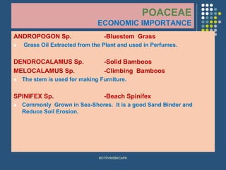 POACEAE
ECONOMIC IMPORTANCE
ANDROPOGON Sp. -Bluestem Grass
⚫ Grass Oil Extracted from the Plant and used in Perfumes.
DENDROCALAMUS Sp. -Solid Bamboos
MELOCALAMUS Sp. -Climbing Bamboos
⚫ The stem is used for making Furniture.
SPINIFEX Sp. -Beach Spinifex
⚫ Commonly Grown in Sea-Shores. It is a good Sand Binder and
Reduce Soil Erosion.
BOTRVMSBKCAPK
 