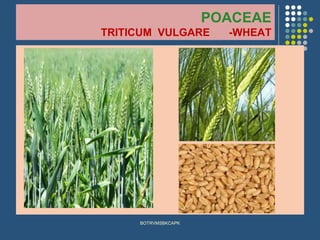POACEAE
TRITICUM VULGARE -WHEAT
BOTRVMSBKCAPK
 