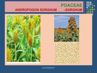 POACEAE
ANDROPOGON SORGHUM –SORGHUM
BOTRVMSBKCAPK
 
