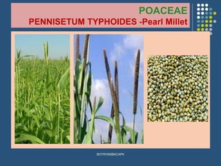 POACEAE
PENNISETUM TYPHOIDES -Pearl Millet
BOTRVMSBKCAPK
 