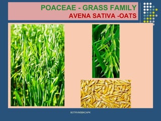 POACEAE - GRASS FAMILY
AVENA SATIVA -OATS
BOTRVMSBKCAPK
 