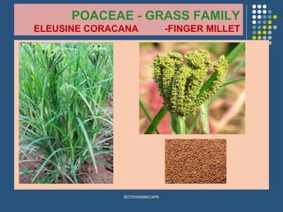 POACEAE - GRASS FAMILY
ELEUSINE CORACANA -FINGER MILLET
BOTRVMSBKCAPK
 