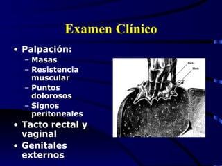 Examen Clínico Palpación: Masas Resistencia muscular Puntos dolorosos Signos peritoneales Tacto rectal y vaginal Genitales externos 