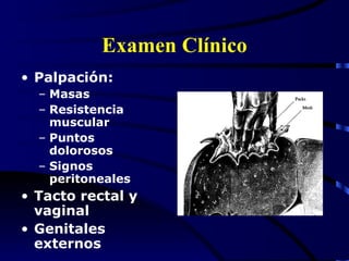 Examen Clínico <ul><li>Palpación: </li></ul><ul><ul><li>Masas </li></ul></ul><ul><ul><li>Resistencia muscular </li></ul></...