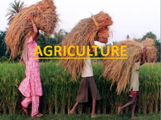 AGRICULTURE
 
