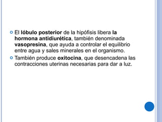 El  lóbulo posterior  de la hipófisis libera  la hormona antidiurética , también denominada  vasopresina , que ayuda a controlar el equilibrio entre agua y sales minerales en el organismo. También produce  oxitocina , que desencadena las contracciones uterinas necesarias para dar a luz. 