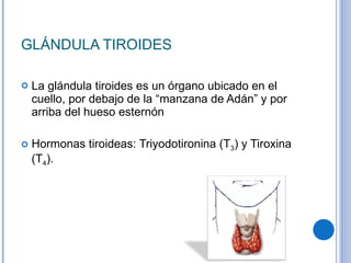 GLÁNDULA TIROIDES La glándula tiroides es un órgano ubicado en el cuello, por debajo de la “manzana de Adán” y por arriba del hueso esternón Hormonas tiroideas: Triyodotironina (T 3 ) y Tiroxina (T 4 ). 