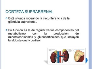 CORTEZA SUPRARRENAL Está situada rodeando la circunferencia de la glándula suprarrenal. Su función es la de regular varios componentes del metabolismo con la producción de mineralcorticoides y glucocorticoides que incluyen la aldosterona y cortisol. 