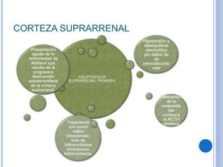 CORTEZA SUPRARRENAL 